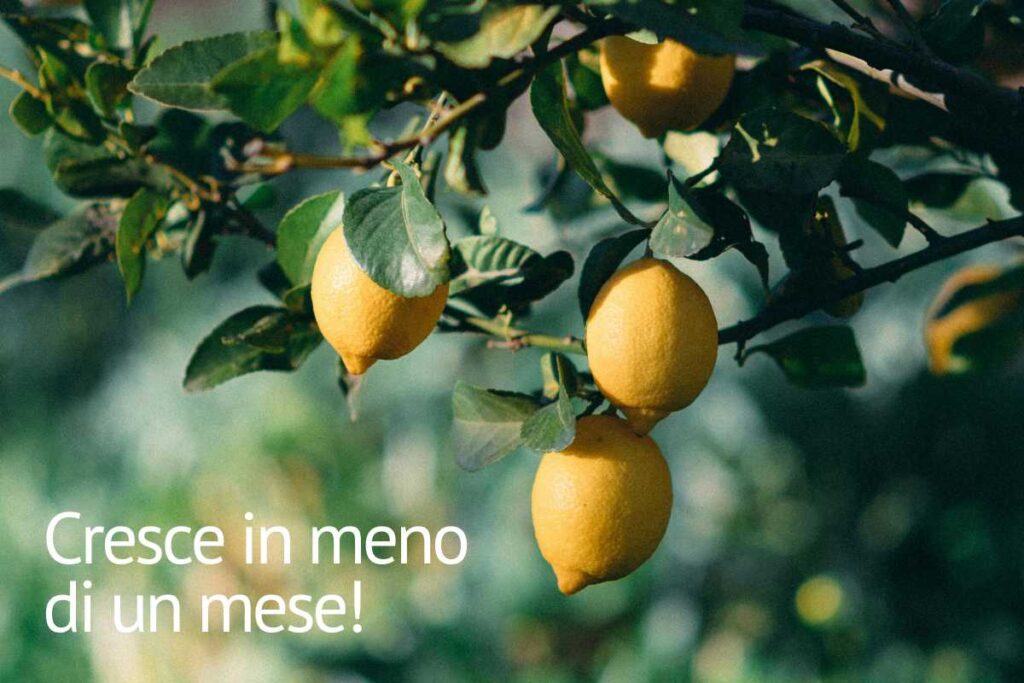 Come far crescere un albero di limoni in meno di un mese