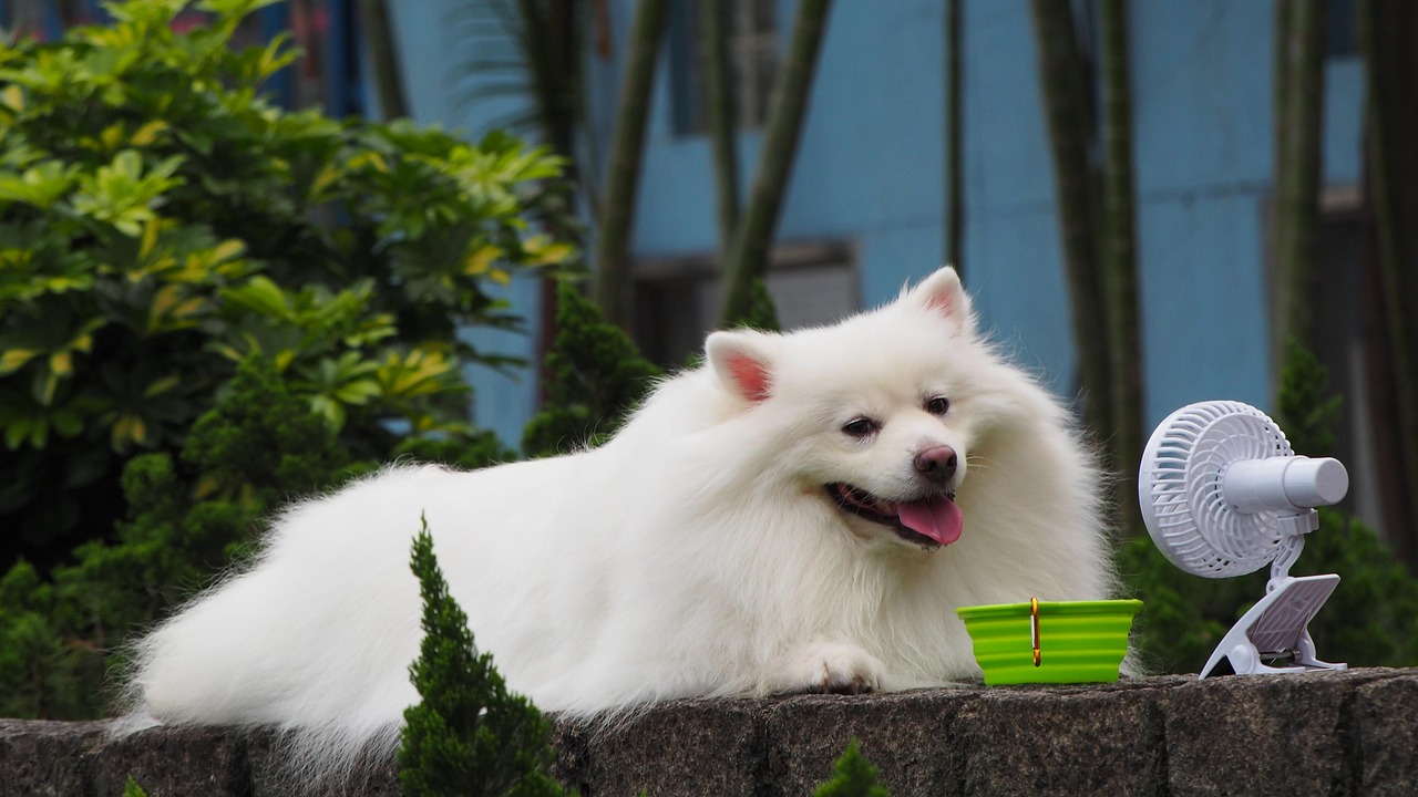 Cane che mangia rapidamente da una ciotola, evidenziando il problema della velocità nel mangiare.