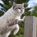 Gatto che graffia un divano, illustrando il problema dei graffi sui mobili.