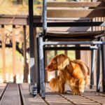 Cane tremante su un pavimento, espressione preoccupata, segnale di possibile disagio o malessere.