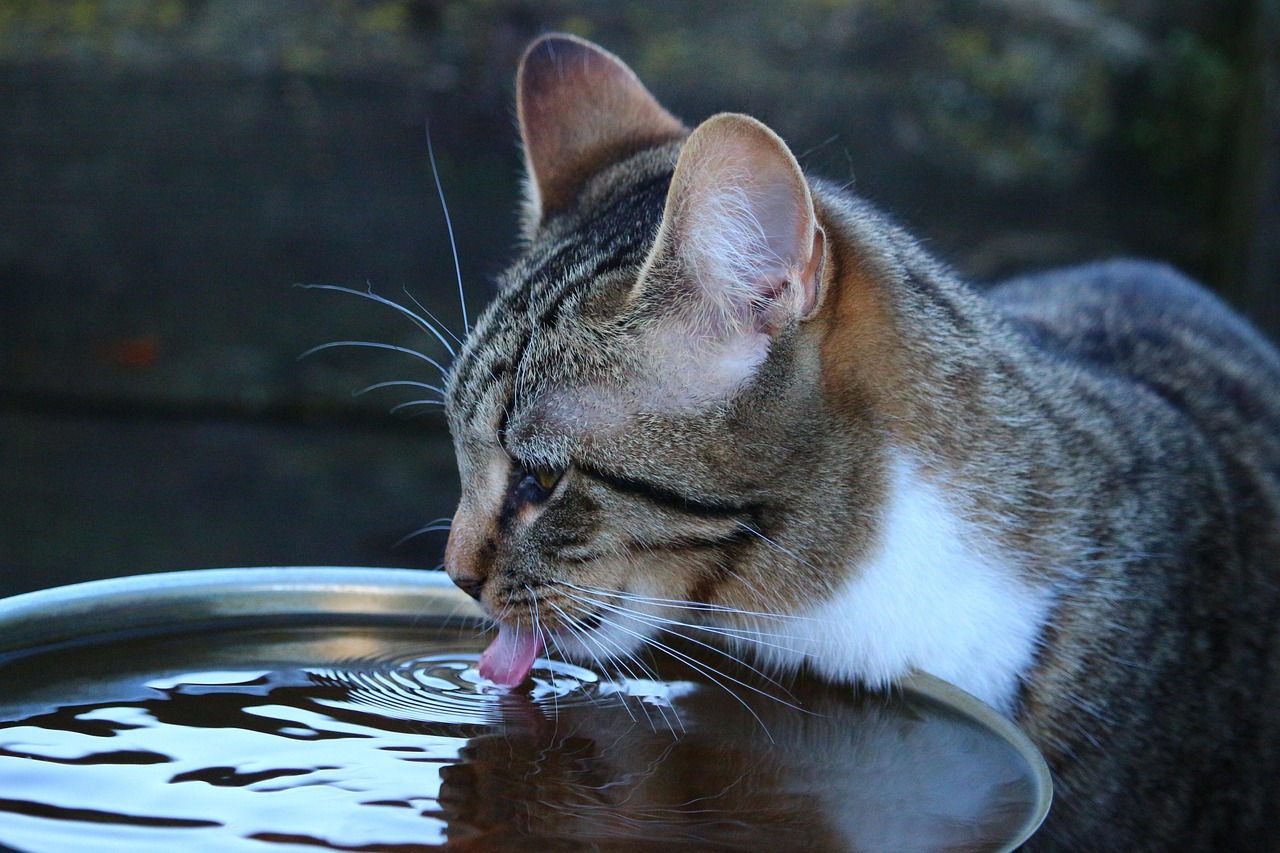 Gatto seduto vicino a una ciotola d'acqua, apparentemente disinteressato a bere.