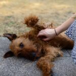 Cane sdraiato sulla schiena, mostra di relax e fiducia verso il proprietario.