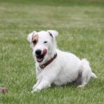 Cane che si lecca le zampe, comportamento comune e segno di curiosità o disagio.