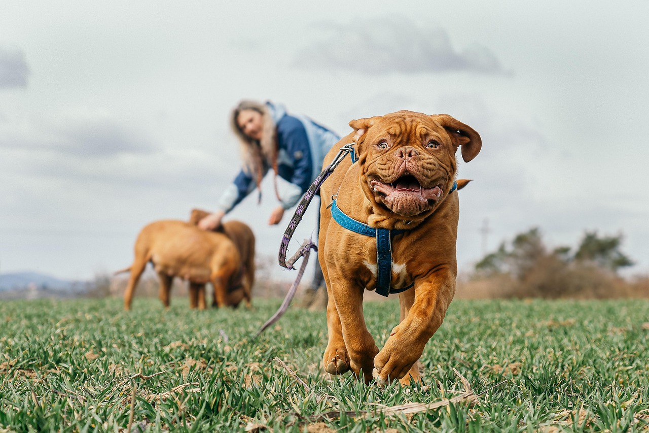 Cane al guinzaglio che tira, illustrando un metodo efficace per il controllo durante le passeggiate.