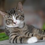 Gatto domestico sdraiato, simbolo della vita felina e della sua aspettativa di vita.