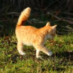 Gatto con la coda in movimento rapido, simbolo di emozioni e stati d'animo.