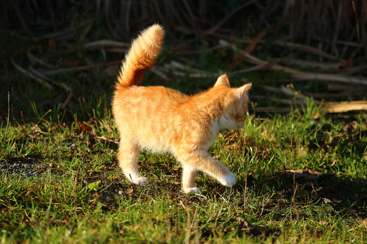 Gatto con la coda in movimento rapido, simbolo di emozioni e stati d'animo.