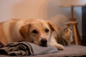 Cane triste con diarrea, veterinario che offre consigli su cosa fare immediatamente.