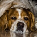 Cane che vomita schiuma bianca su un pavimento, rappresentante un problema di salute da approfondire.