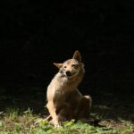 Cane che si gratta, espressione di disagio, su un prato verde.