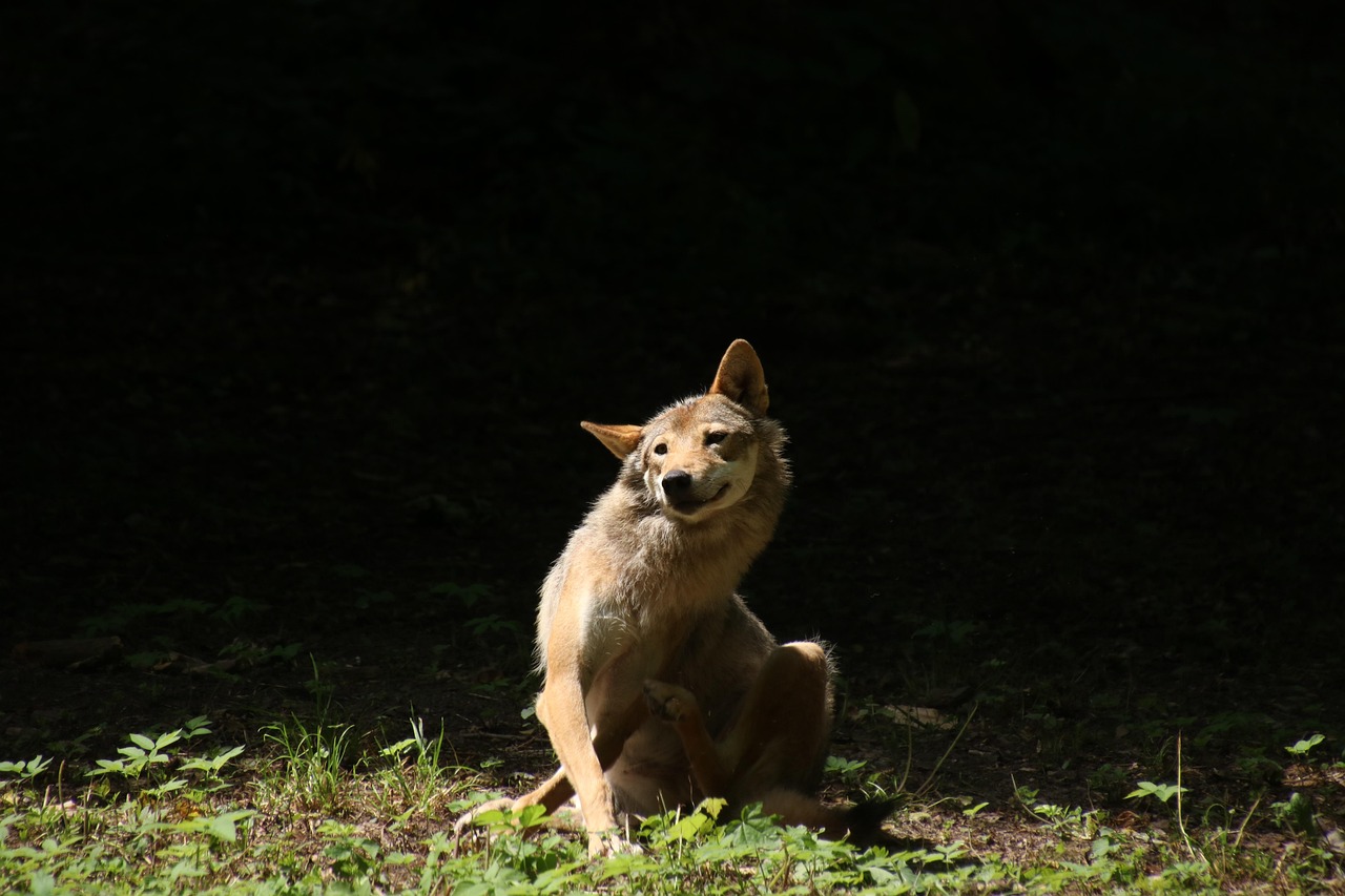 Cane che si gratta, espressione di disagio, su un prato verde.