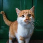 Gatto grigio miagola davanti a una porta chiusa, esprimendo desiderio di uscire.