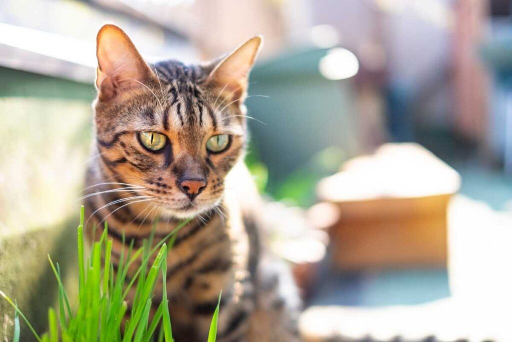 Se il gatto mangia l’erba, significa questo