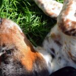 Cane con pelo folto, evidenziati segni di acari e irritazione cutanea.