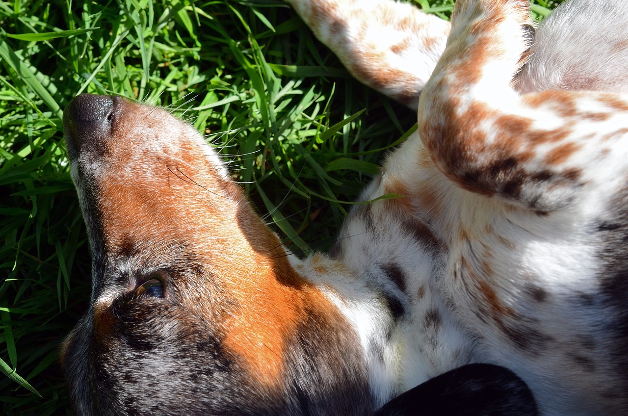Cane con pelo folto, evidenziati segni di acari e irritazione cutanea.