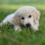 Cane che mangia erba nel prato, simbolo di comportamenti alimentari curiosi.