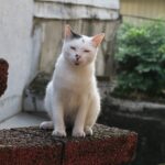 Gatto che dorme sereno nella stessa posizione, simbolo di comfort e sicurezza.