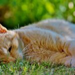 Gatto che vomita, rappresentazione delle comuni cause di vomito nei felini.